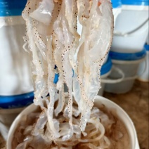 海蜇丝，货量充足，规格齐全，品质优良，欢迎咨询