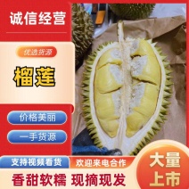 金枕榴莲大量上市品质保证产地直发一手货源诚信经营