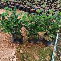 胡椒木，7斤袋10斤袋盆苗，各种规格，大量低价出售