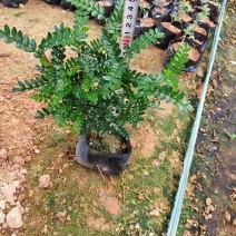 胡椒木，7斤袋10斤袋，大量低价出售