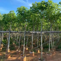 腊肠树3-18分，各种规格，大量低价出售