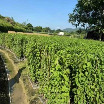 炮仗花，7斤袋，10斤袋，大量低价出售