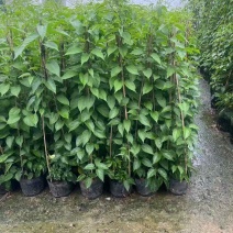 炮仗花，7斤袋，10斤袋，盆苗，各种规格，大量低价出售