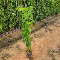 炮仗花，各种规格，大量低价出售