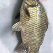 鲫鱼