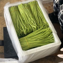 精品芦蒿产地直发