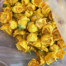 金花金茶花防城港基地一手货源全国发货欢迎订购