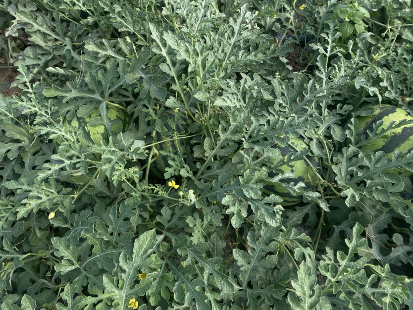 农民在瓜田中检查无籽西瓜生长情况