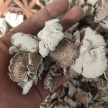 白参菌低价处理包运费