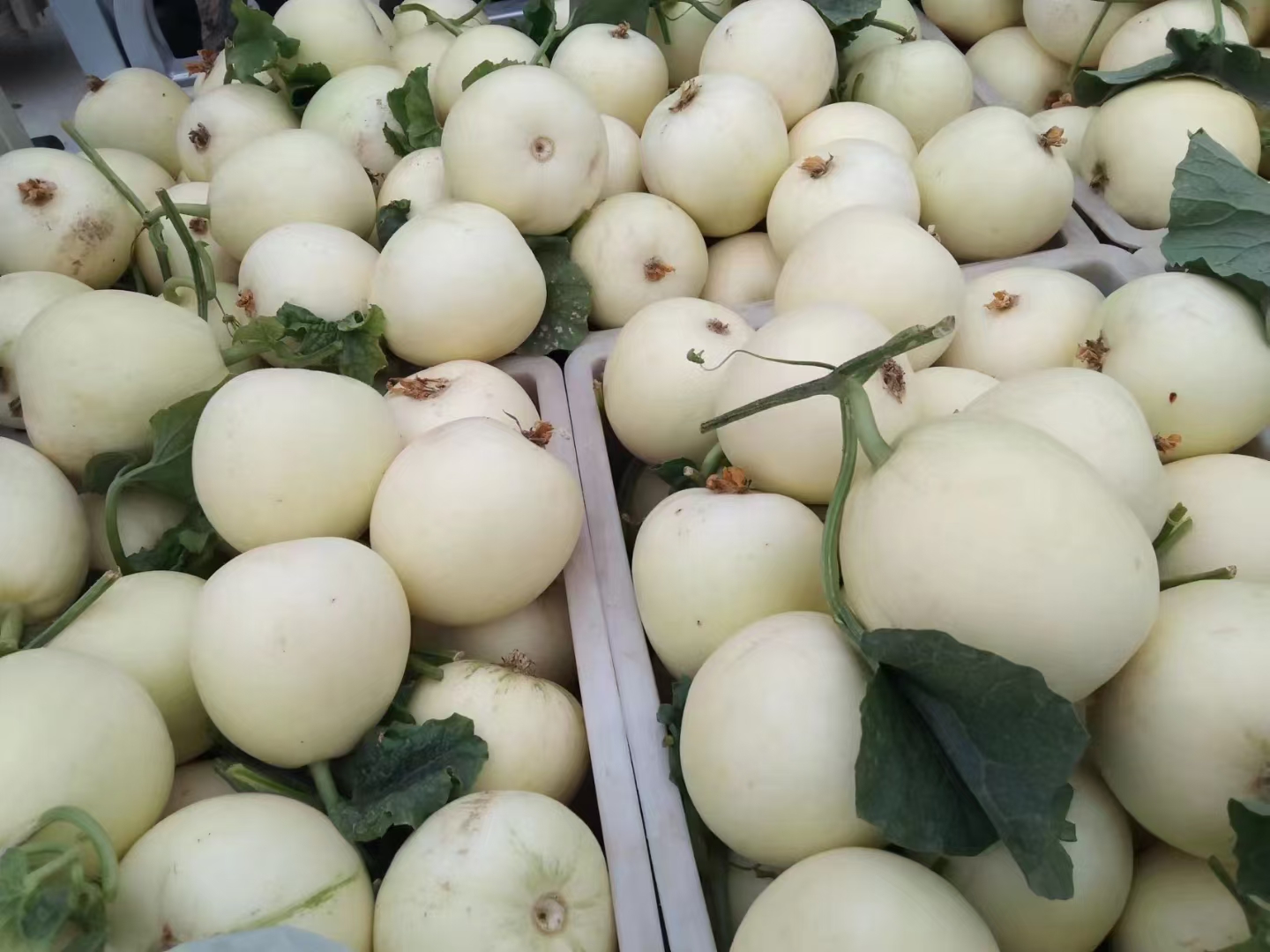 伊丽莎白甜瓜种植大棚