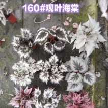 110#观叶海棠一件30盆（7色随机混装）