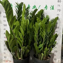 金钱树批发广州发货全国规格齐全质量优