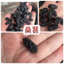 桑葚地摊电商批发野生无沙黑桑葚干黑桑椹桑果干桑葚子干