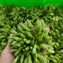 云南夜香花，臭菜，树仔菜