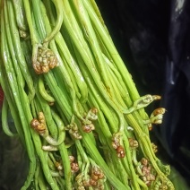 腌制红紫灰绿蕨菜新鲜蕨菜产地直销欢迎对接合作