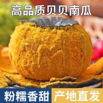 贝贝南瓜真贝贝南瓜支持一件代发低价出售