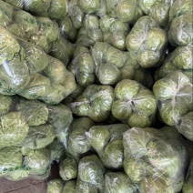 精品大头菜大量现货对接全国各批发市场加工厂