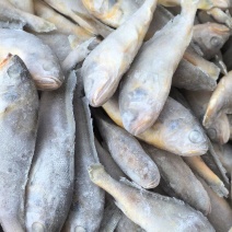 冷冻黄黄花鱼30斤装300一件运费自理，零担整运