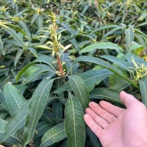 广西芒果苗，一到多年苗大量有货，保质保量，欢迎老板咨询