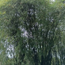 家里周围的竹子需要处理