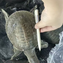 甲鱼