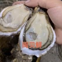福建三倍体肉质鲜美烧烤海鲜市场散件专车，新鲜发货