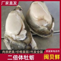 牡蛎2-5斤装，一口蚝福建生蚝产地直发量大从优