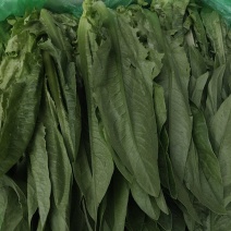 云南精品油麦菜
