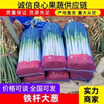 葱铁杆大葱钢葱产地直供价格美丽欢迎来电打扰