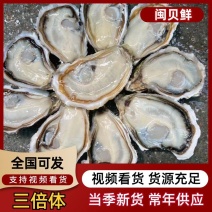 福建三倍体生蚝自家吊养泥货规格货产地直发市场批
