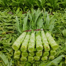 【精品】河北蔬菜尖叶莴笋青皮青肉圆叶莴笋现货直发