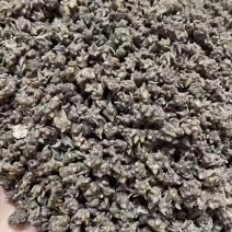 猫爪草