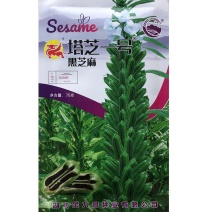 塔芝一号黑芝麻种子高产抗病抗倒芝麻种籽大田种植种孑原装