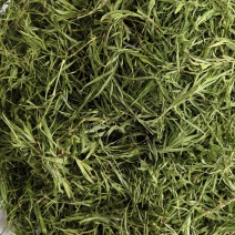 石竹茶竹叶茶正宗崂山淡石竹茶石竹青新鲜青竹叶嫩芽竹叶青茶