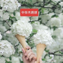 河北定州中华木绣球立体圆锥木绣球欧洲荚密丛生多分枝