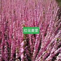 河北定州红花麦李粉花麦李珍珠李乔灌木花苗绿化苗木