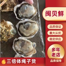 三倍体生蚝精品鲜活海鲜牡蛎水产贝壳烧烤整箱一件批发