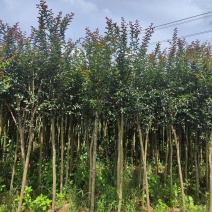 小叶紫微，各种规格齐全。大量出支持视频