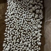 水律蛇蛋合法养殖无毒量大优惠广西发货