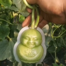 （牛）山东精品福娃人参果产地直发品质保证量大从优一手货源