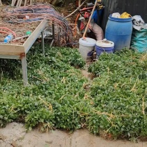 出售草珊瑚苗