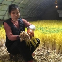 河南蒜黄