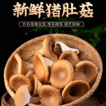 新鲜猪肚菇2斤一包