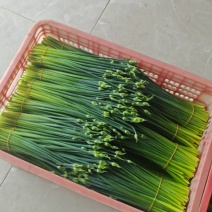 广西新鲜韭菜苔基地种植