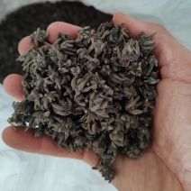 批发纯野生猫爪草（特级货），一手货源，诚信经营！
