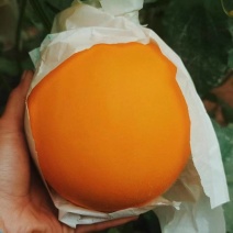 饶阳县冷棚精品久红瑞甜瓜！三斤以上，颜色赤红