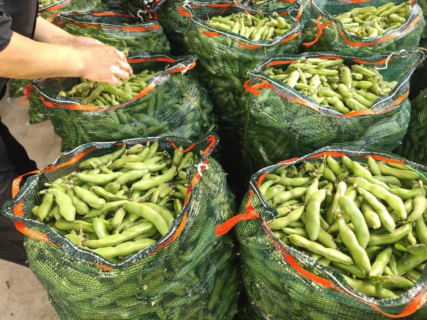 芸豆豆角成熟采收