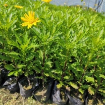 云南昆明基地直供绿化苗木/工程苗木/木春菊苗