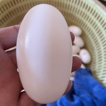 25年头批鳄鱼蛋个大真空包装鳄鱼蛋