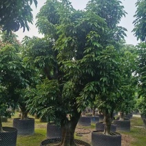 荔枝树各种各样果树规格都有可电联详谈
